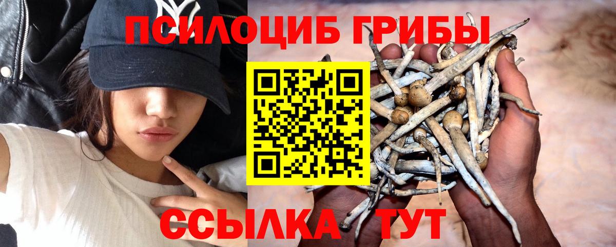 Мурманск  где купить наркоту  Вход с VPN  Псилоцибиновые грибы мухоморы  Галлюциногенные грибы GOLDEN TEACHER 